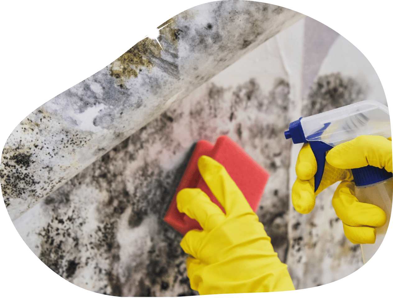 cleaning mould off wall